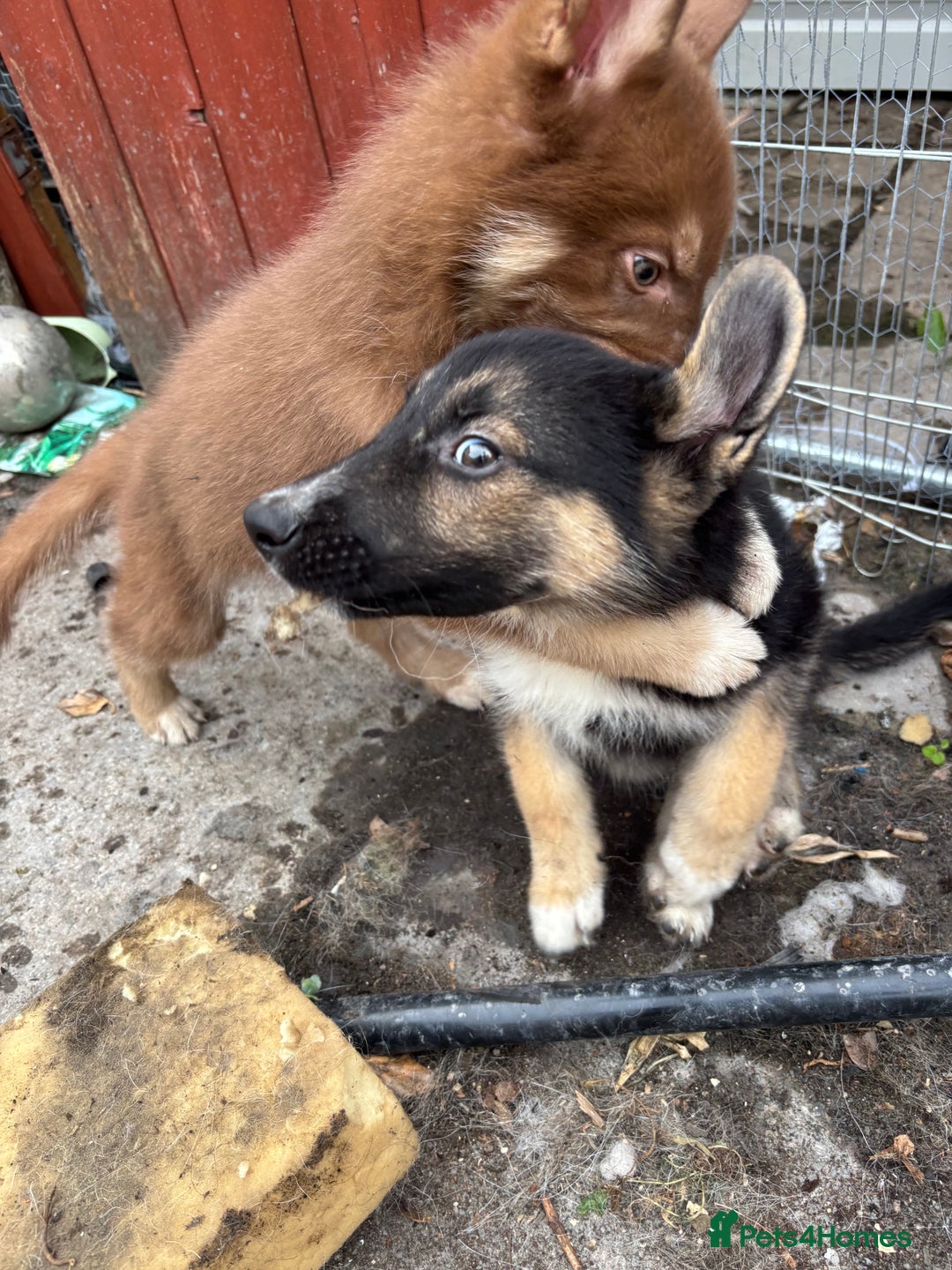Shepsky dogs for sale: Shepsky - Image 12