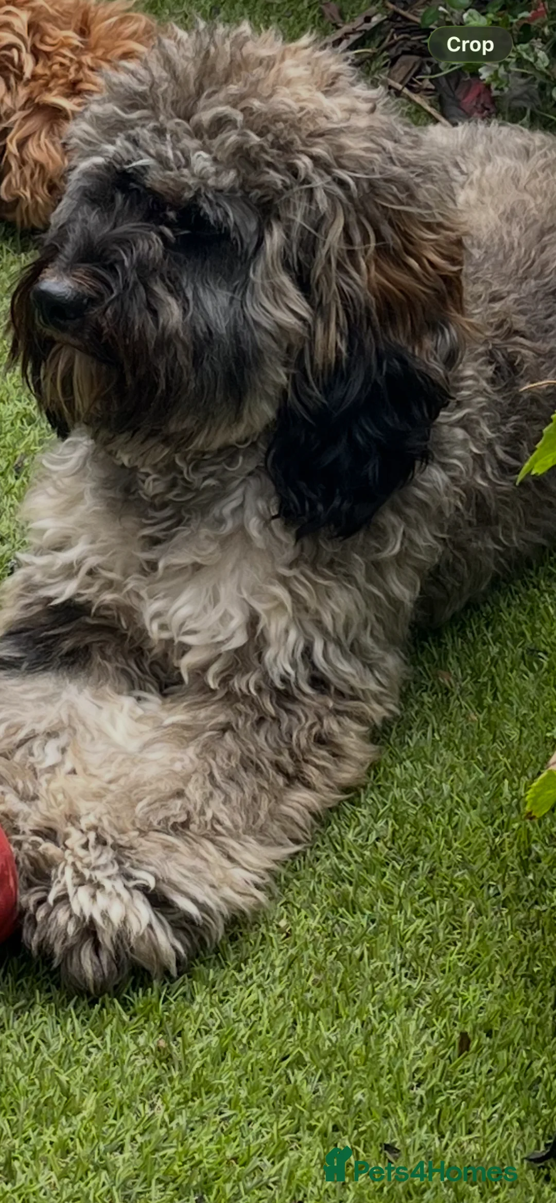 Cavapoo dogs for sale: Teddy the Cavapoo in Sunderland - Advert 3