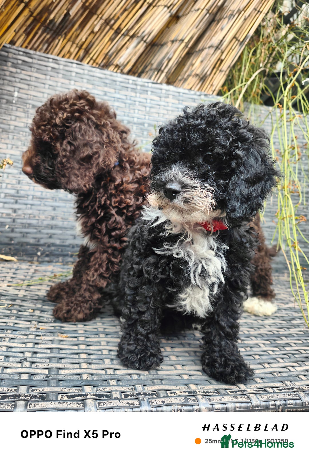 Cockapoo dogs for sale: Toy cockapoos READY NOW  - Image 30