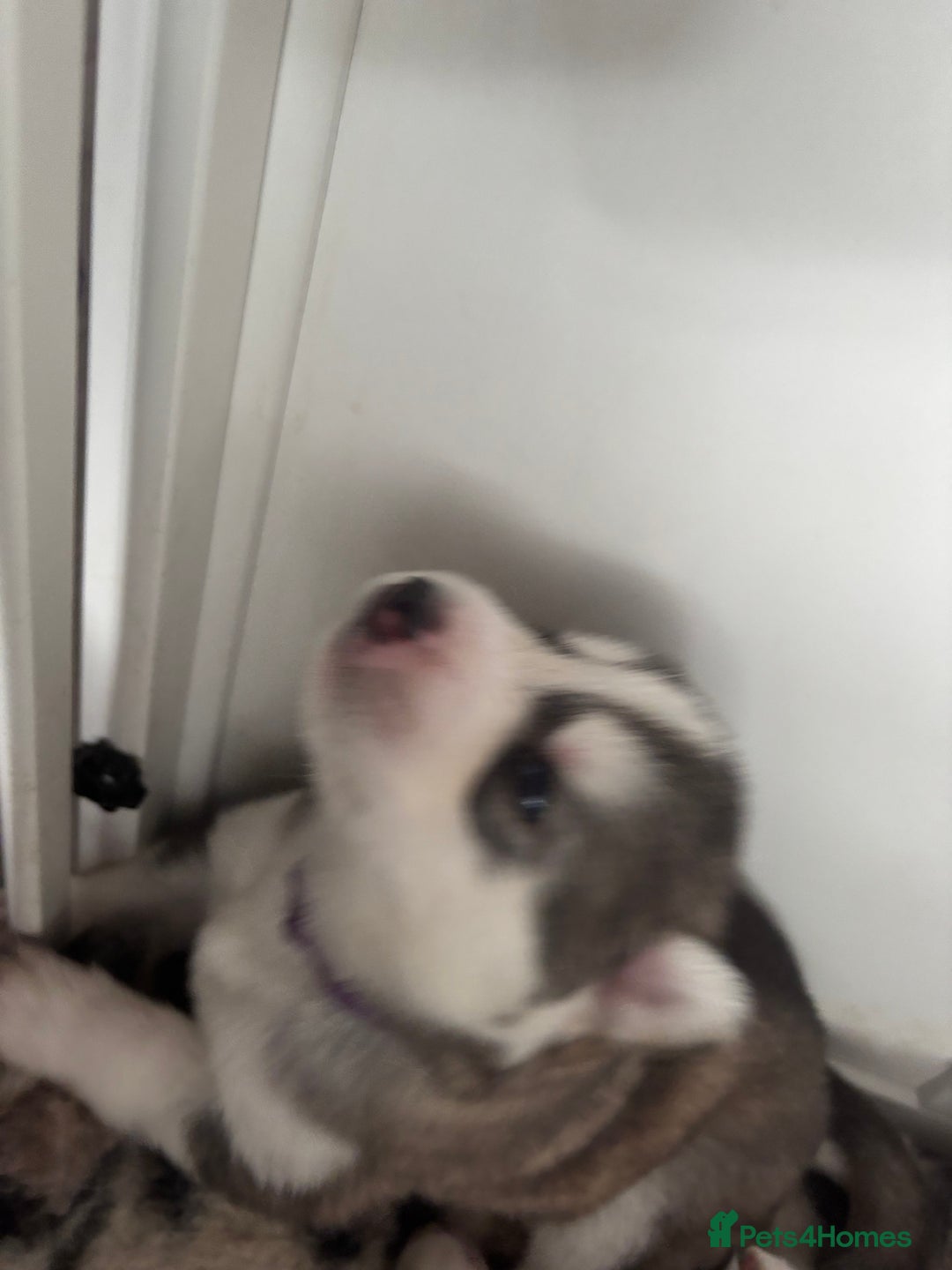 Siberian Husky dogs for sale: Siberian huskies  for sale  - Image 24