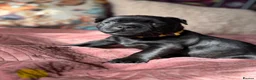 Staffordshire Bull Terrier dogs for sale: 🐾 KC  Staffordshire Bull Terrier Puppies in West Bromwich - Advert 6