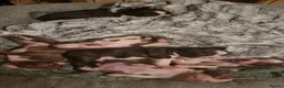 Boston Terrier dogs for sale: Stunning Boston Terrier Puppies - Advert 9