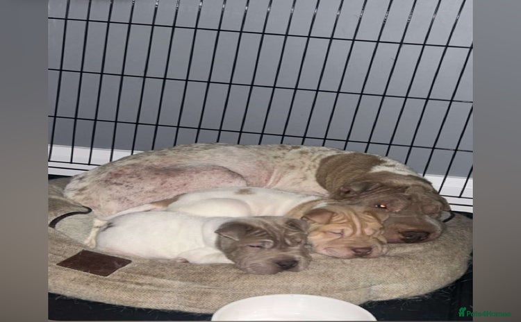 Shar Pei dogs - Advert 1