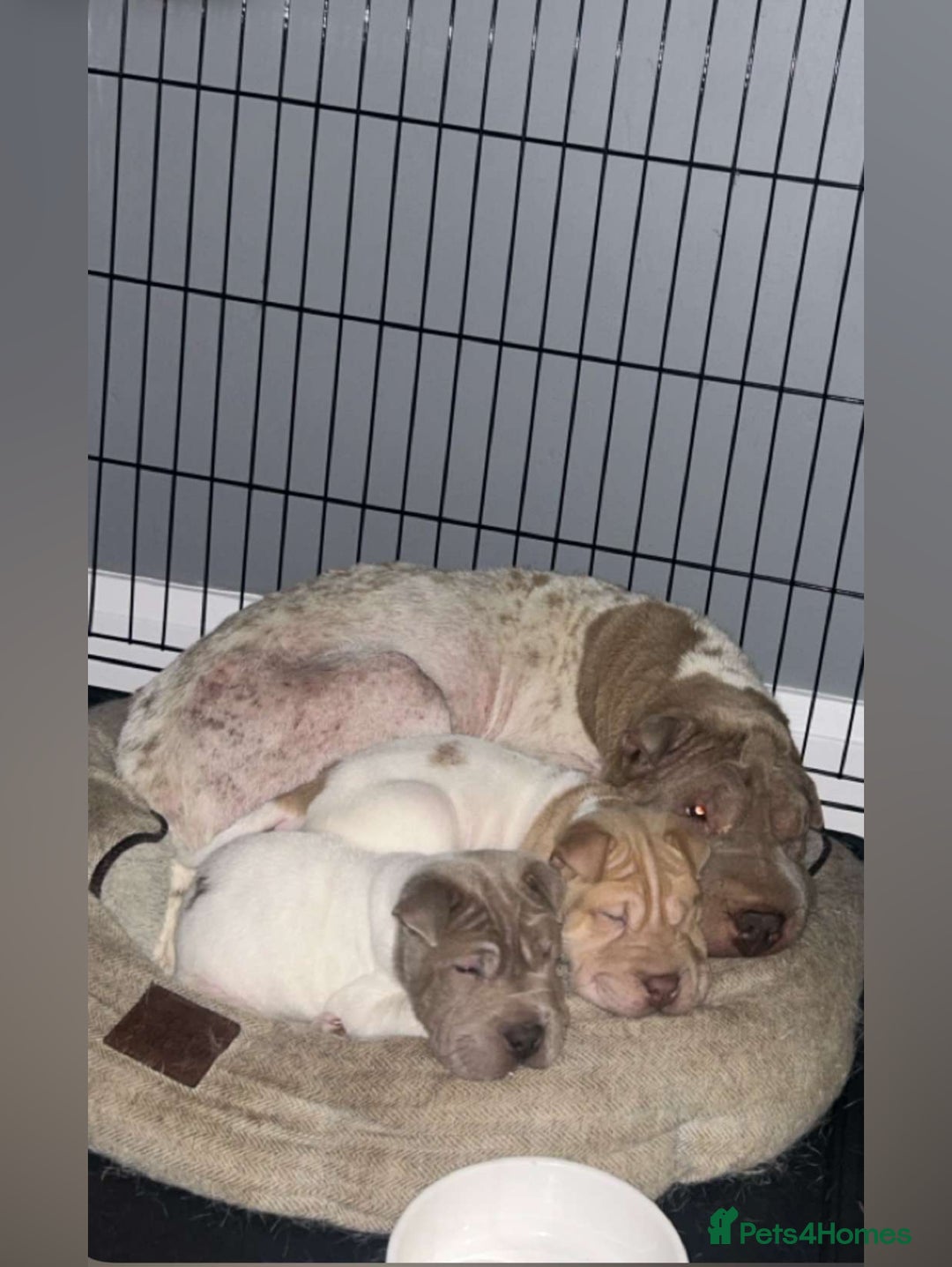 Shar Pei dogs for sale: Flower shar pie male and female  - Image 1
