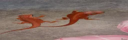 Bearded Dragon reptiles for sale: Red monster bearded dragon with full set up  - Advert 4