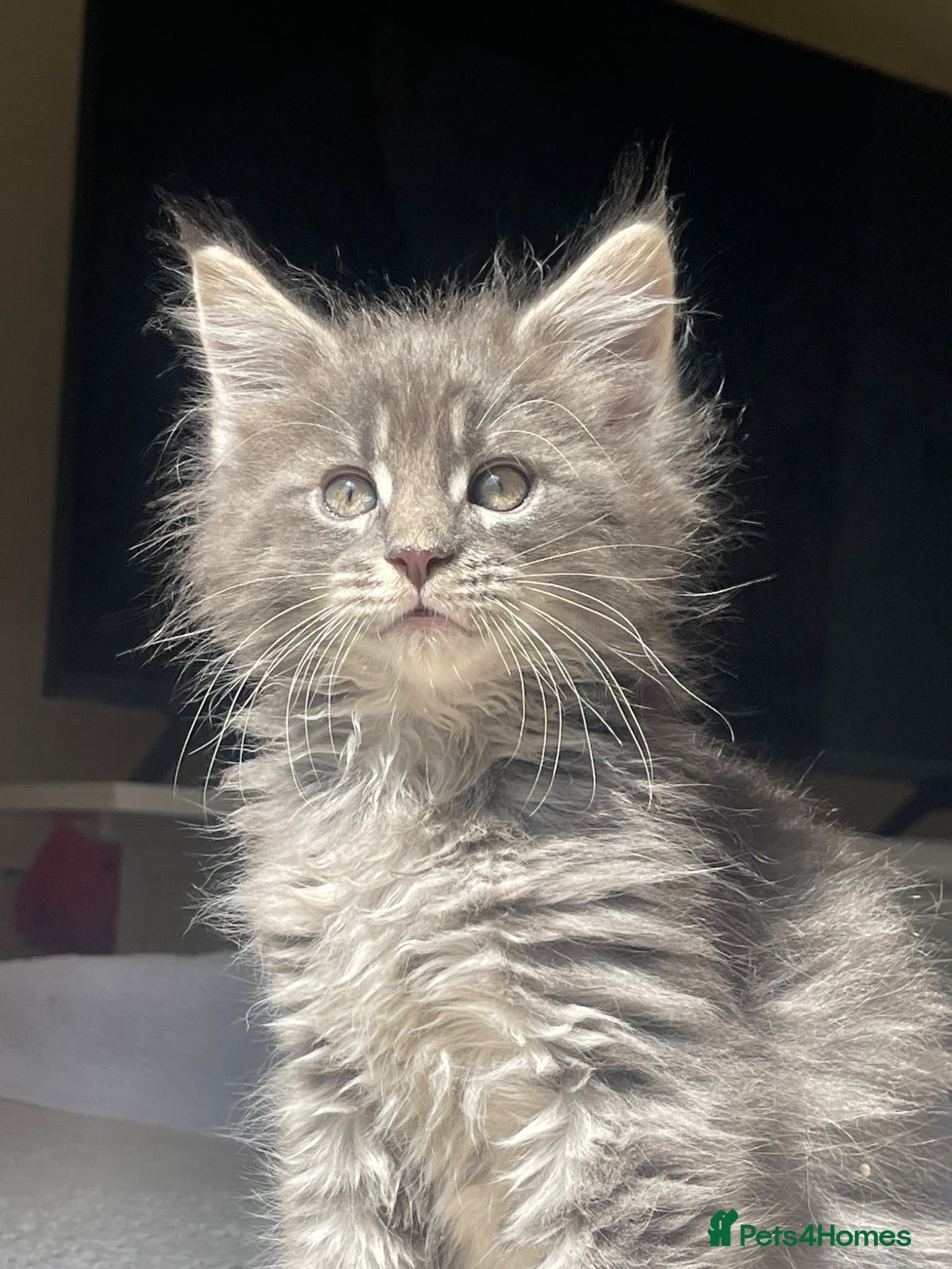 Maine Coon cats Maine Coon boy  - Advert 11