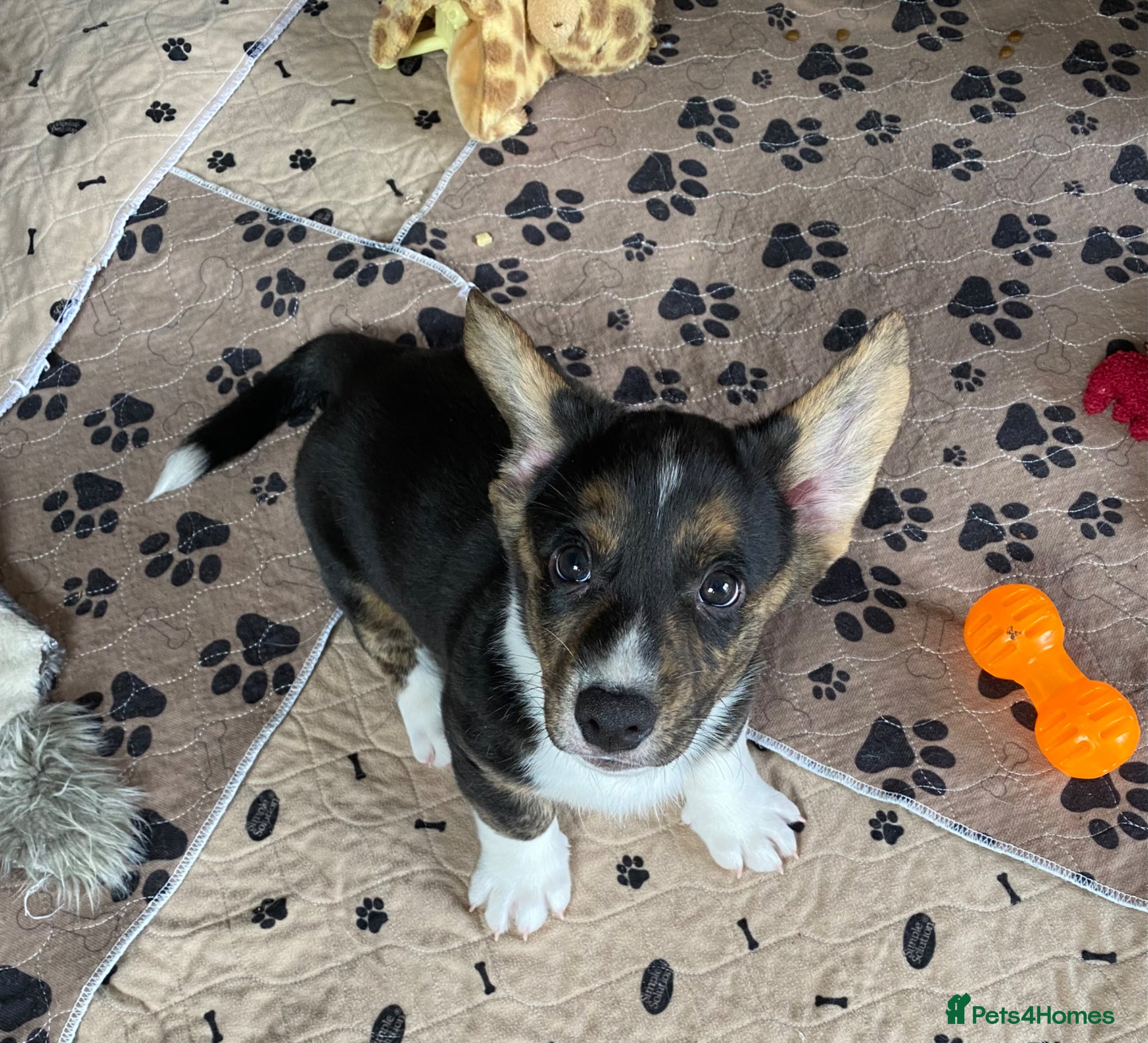 Welsh Corgi Cardigan dogs WELSH CARDIGAN CORGI BABIES NOW READY  - Advert 1