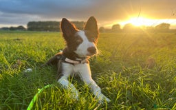 Border Collie dogs for stud: Chase - red & white BC for stud - Image 11