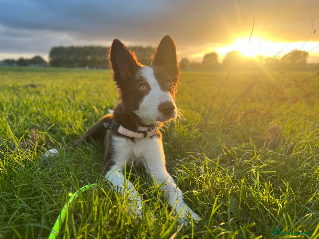 Border Collie dogs for stud: Chase - red & white BC for stud - Image 11