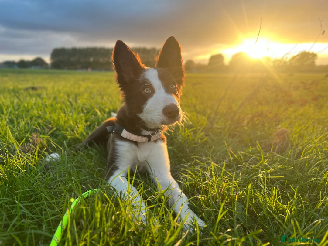 Border Collie dogs for stud: Chase border collie for stud PROVEN/HEALTH TESTED - Advert 11