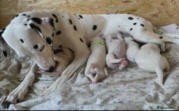 Dalmatian dogs for sale: Dalmatian puppies  - Image 1