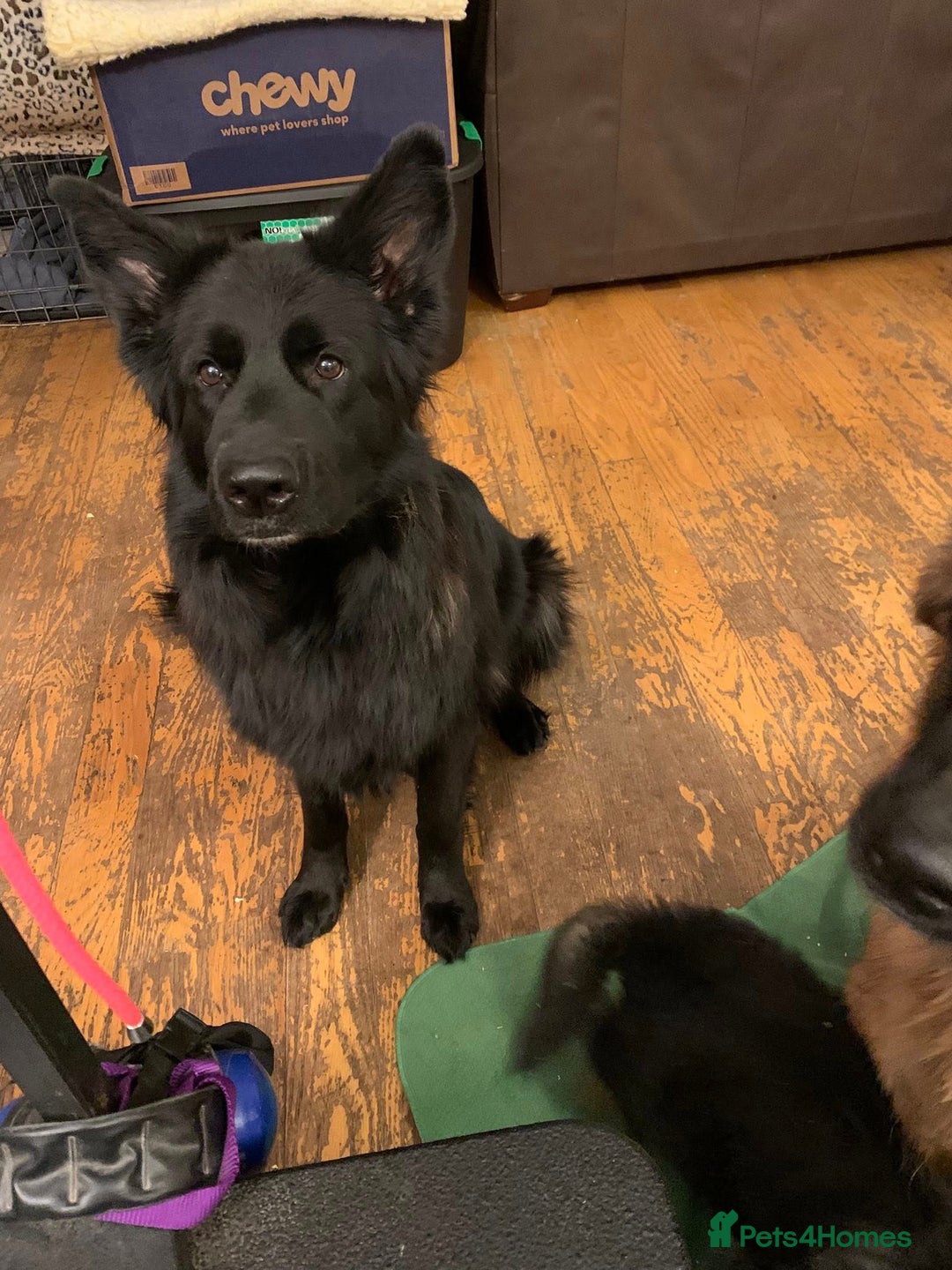 German Shepherd dogs for sale: For sale German Shepherd puppies - Advert 8