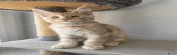 Maine Coon cats for sale: TICA Maine Coon Kittens | Russian Bloodlines - Advert 34