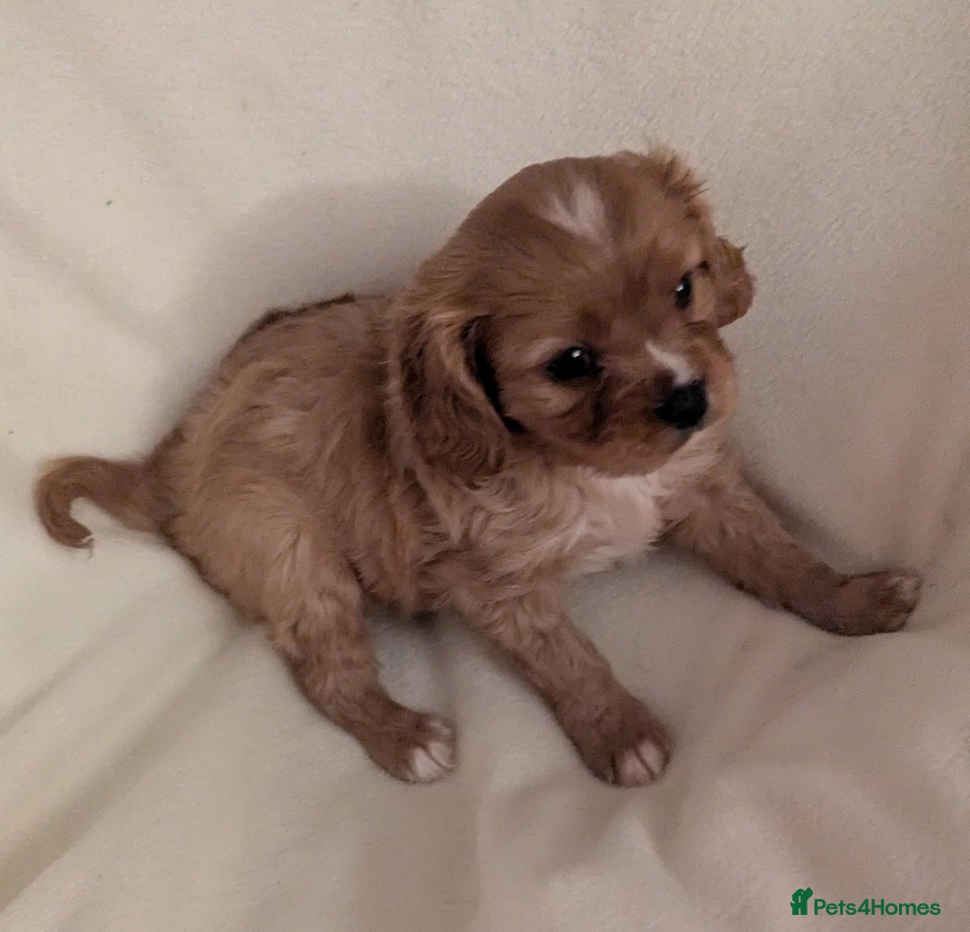 Cavalier King Charles Spaniel dogs for sale: Health Tested Cavalier King Charles Spaniel Puppy - Advert 7