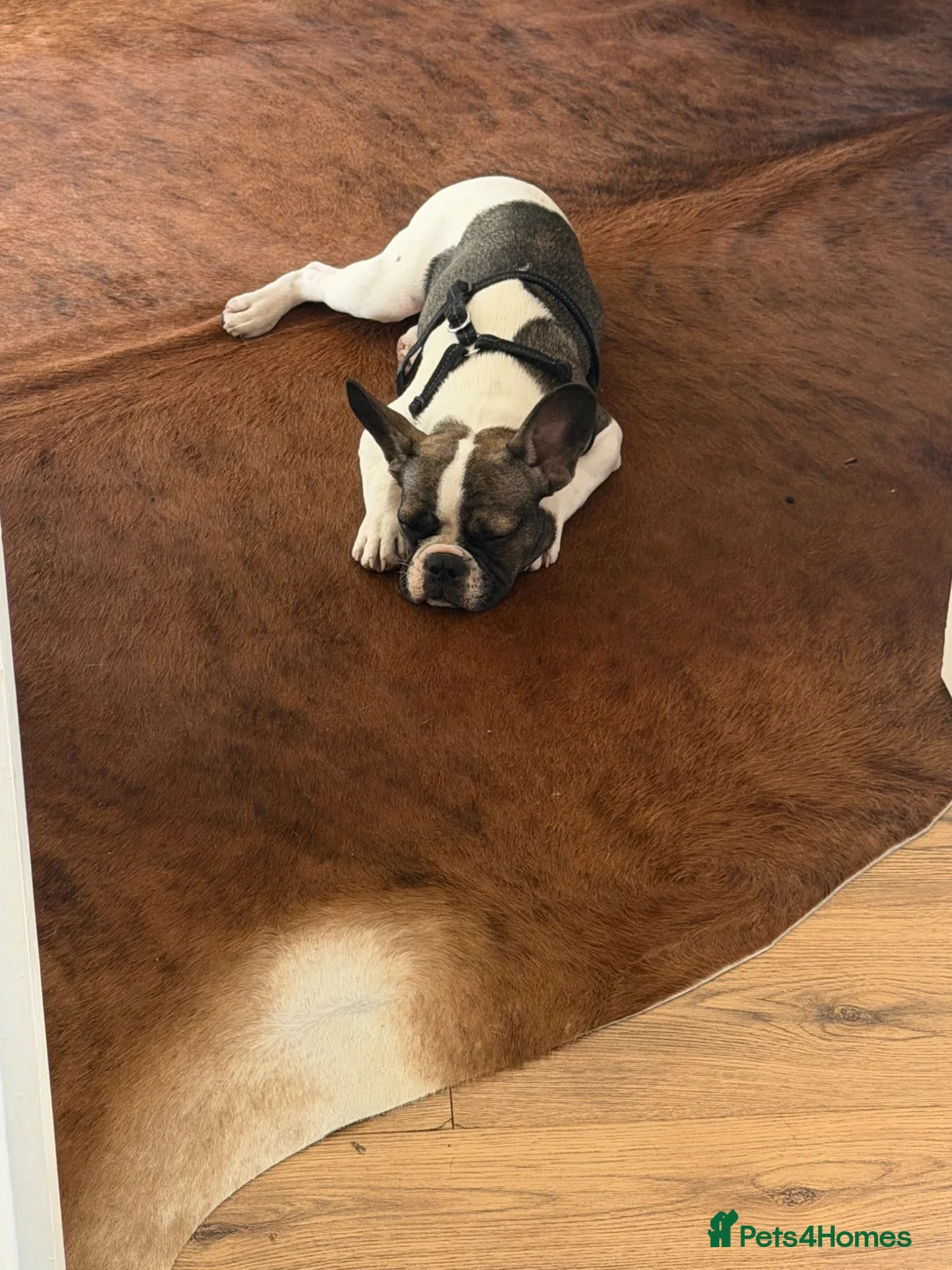 French Bulldog dogs for sale: Beautiful french bulldog - Advert 7