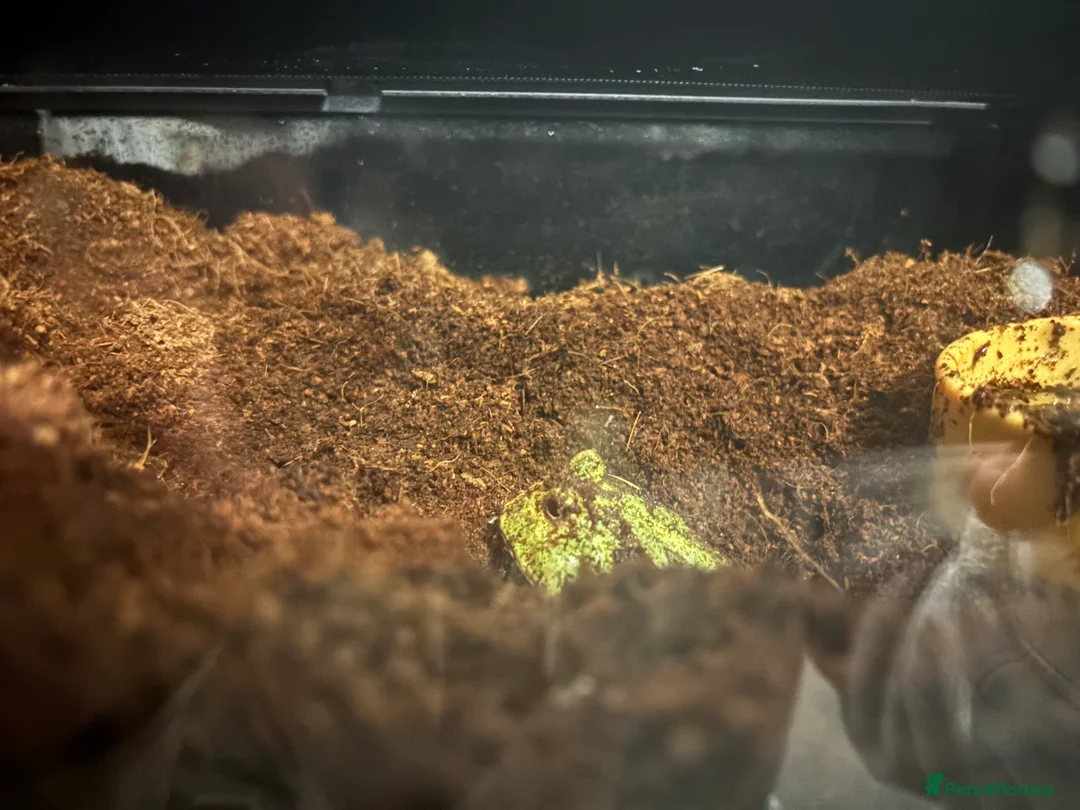 Frog reptiles for sale: Young Pac-Man frog - Advert 1