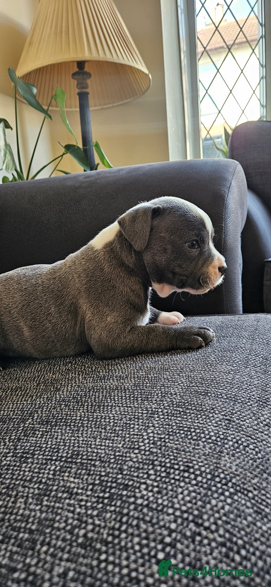 Staffordshire Bull Terrier dogs for sale: Blue&white and white&blue staffie pups - Image 17