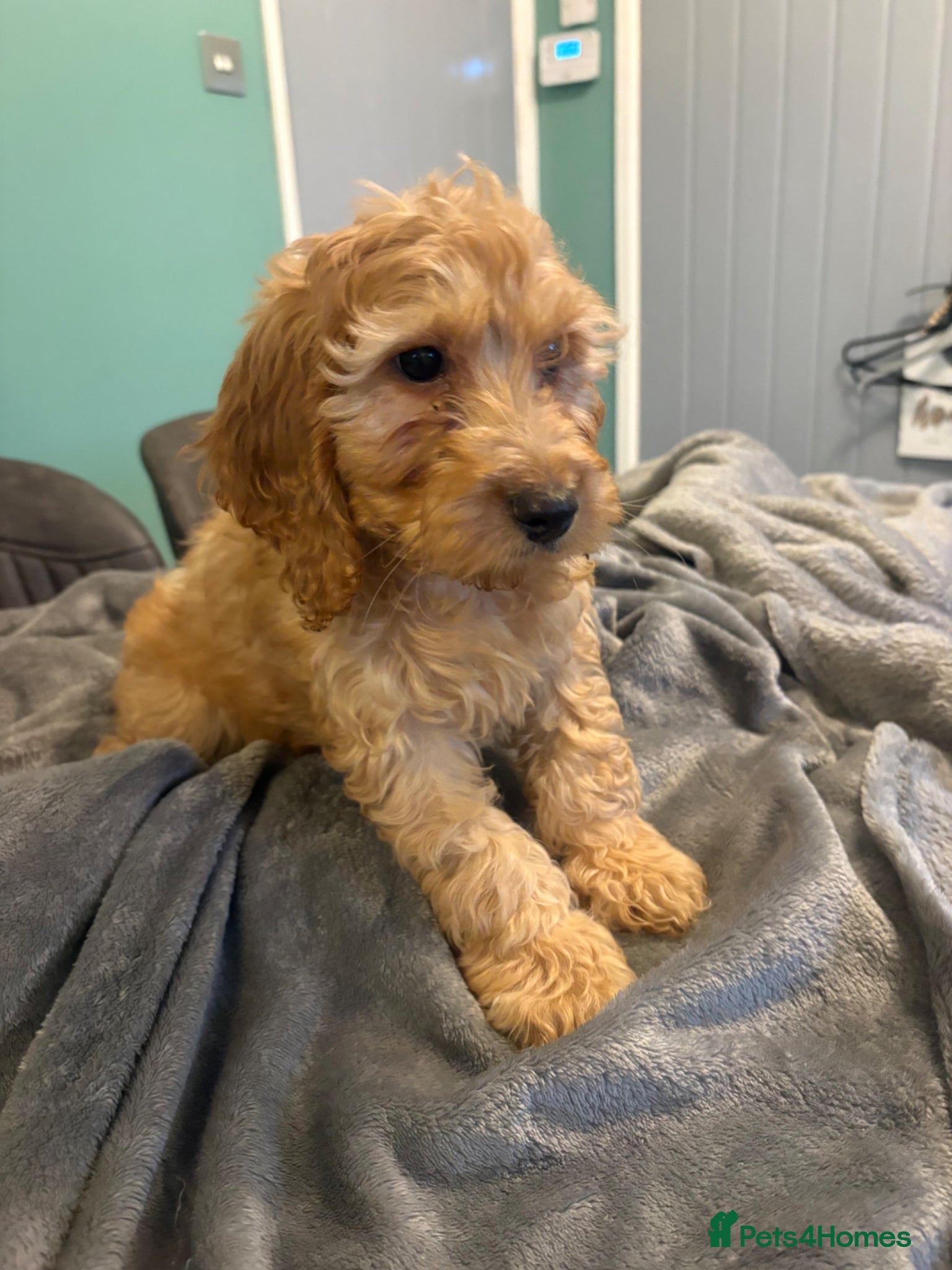 Cavapoo dogs Cavapoo pups 10 weeks old  - Advert 5