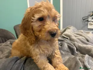 Cavapoo dogs Cavapoo pups 10 weeks old - Advert 1