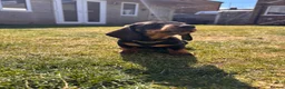 Miniature Dachshund dogs for sale: £1250 **Ready now** Mini dachshund puppies - Advert 16
