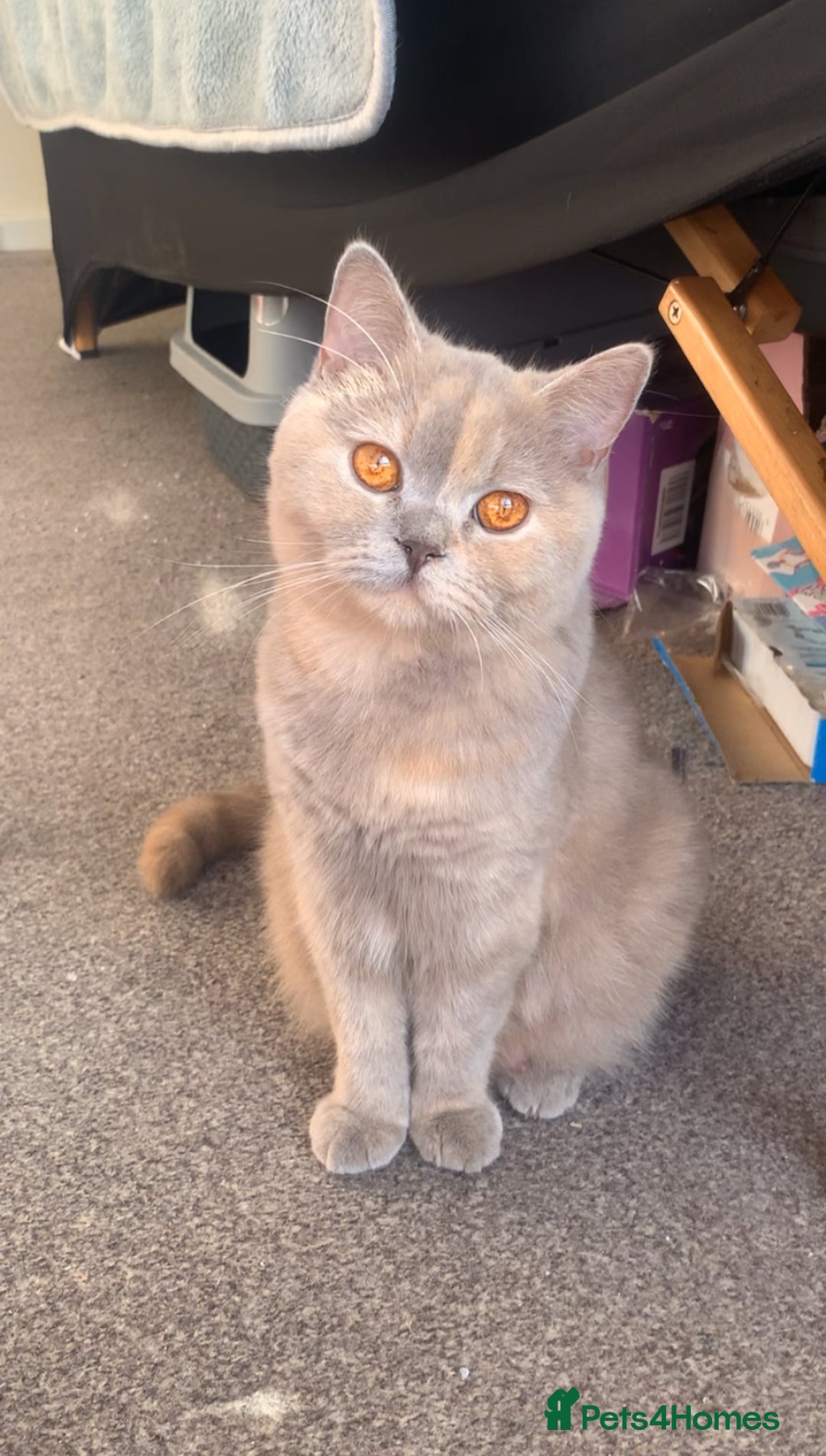 British Shorthair cats for sale: British shorthair female  - Advert 1