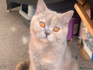 British Shorthair cats British shorthair female - Advert 2