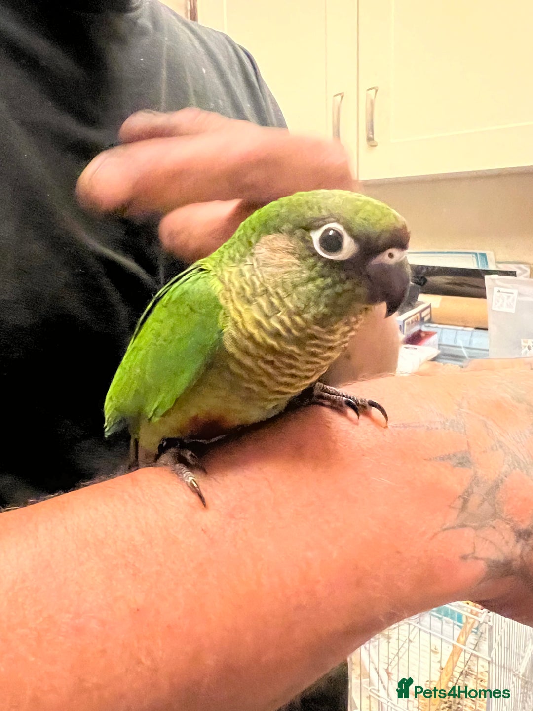 Conures birds for sale: 3 hand reared maroon bellied conures  - Image 4