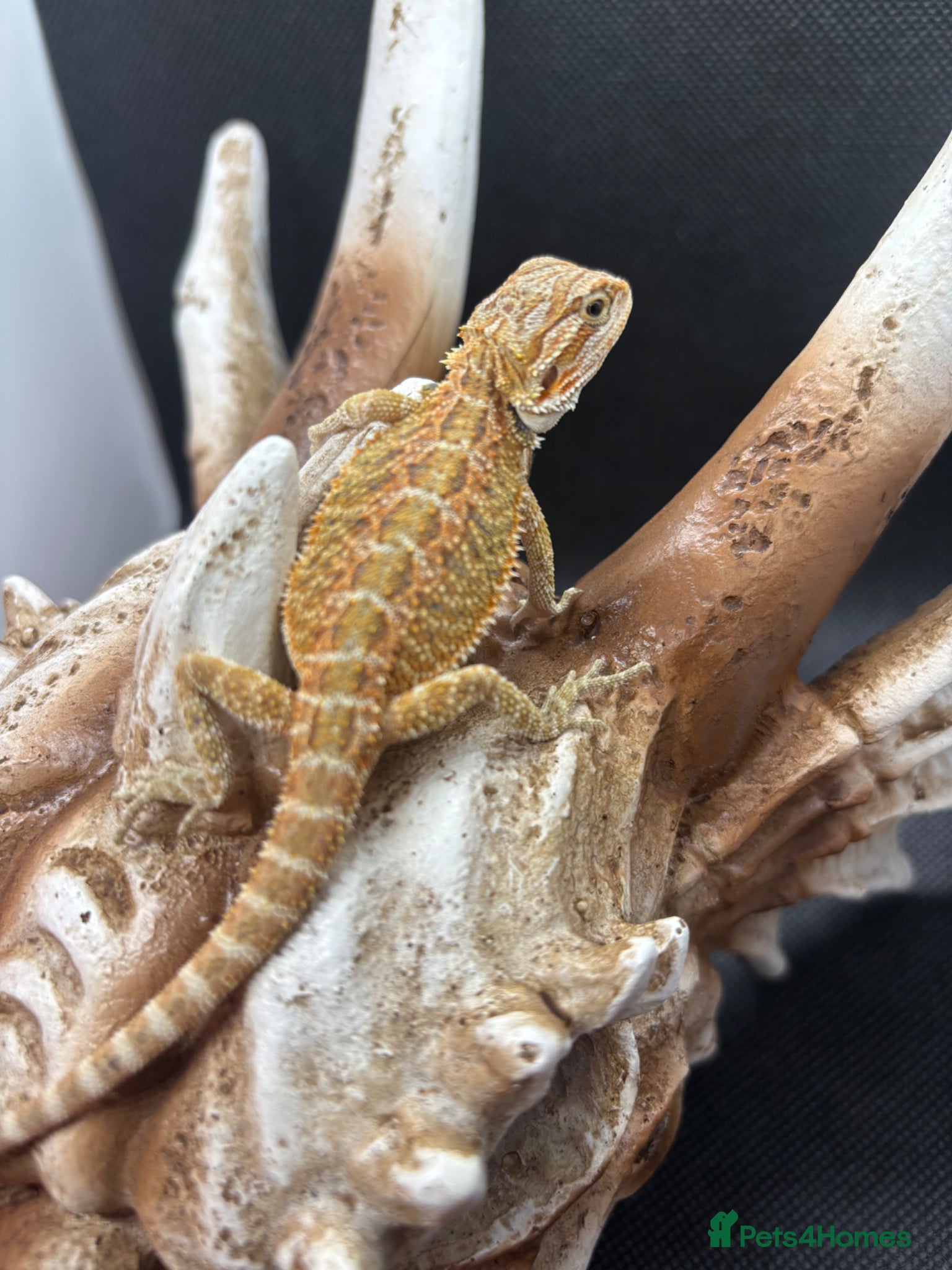Bearded Dragon reptiles Spectacular baby dragons ready now  - Advert 1