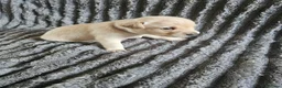 Labrador Retriever dogs for sale: Labrador Puppies - Advert 15