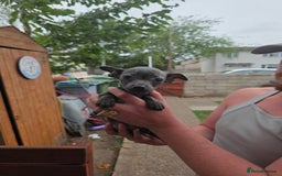 American Bull Staffy dogs for sale: Staffy puppies 🐶  - Image 14
