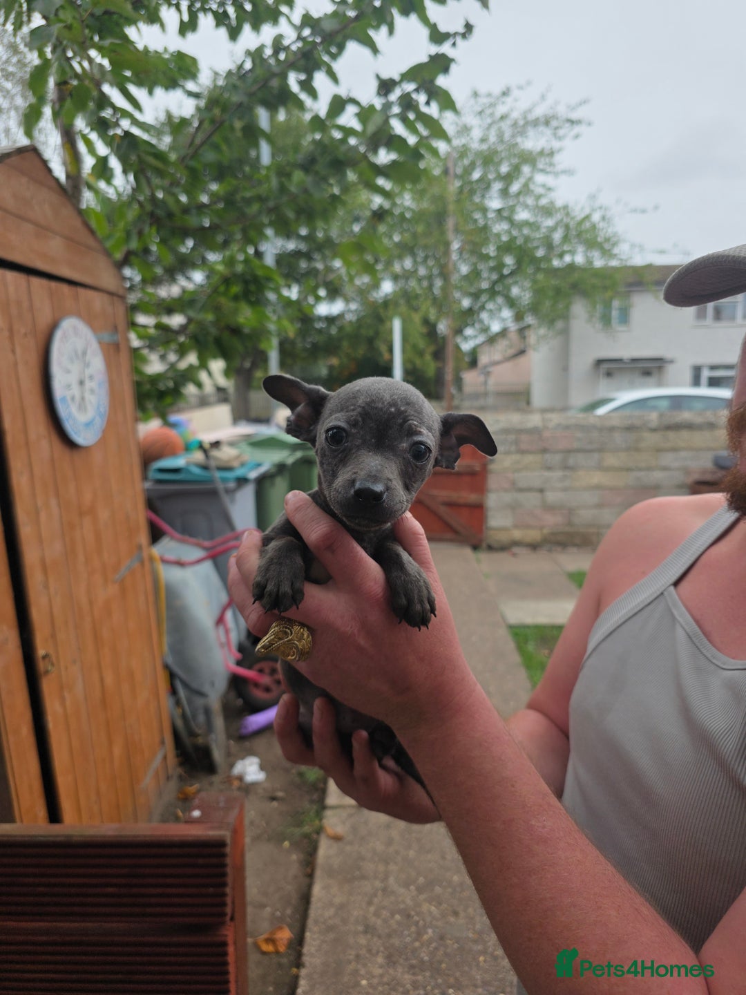 American Bull Staffy dogs for sale: Staffy puppies 🐶  - Image 14