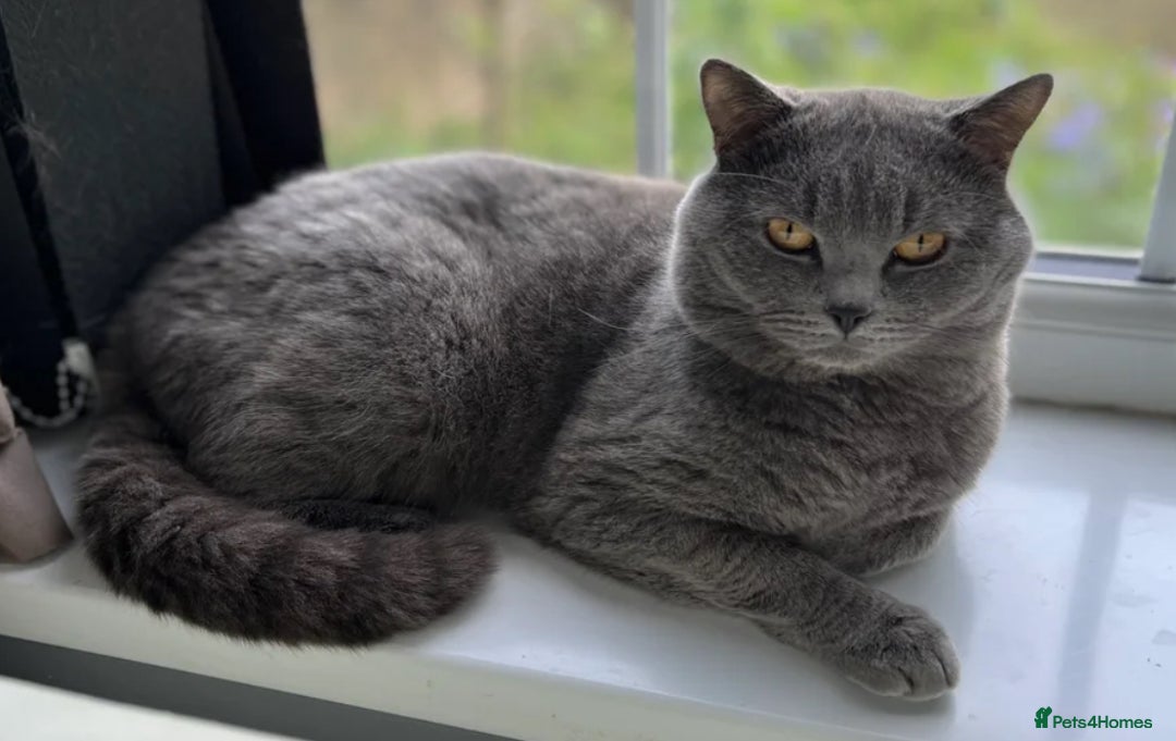 British Shorthair cats for sale: Two beautiful bi colour girls ready for new homes  - Advert 26