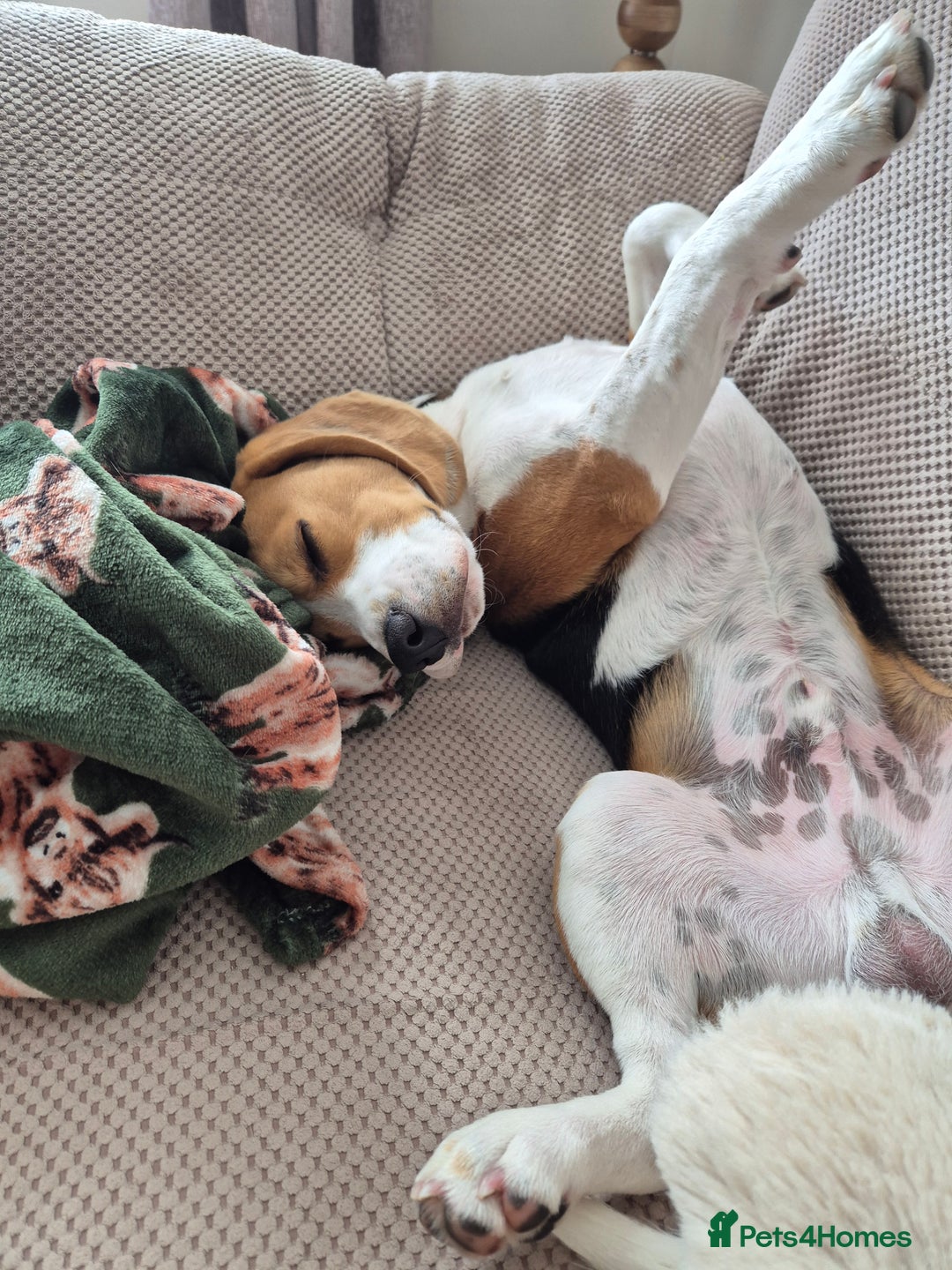 Beagle dogs for sale: Looking for a new loving family 10 mouths beagle  - Advert 5
