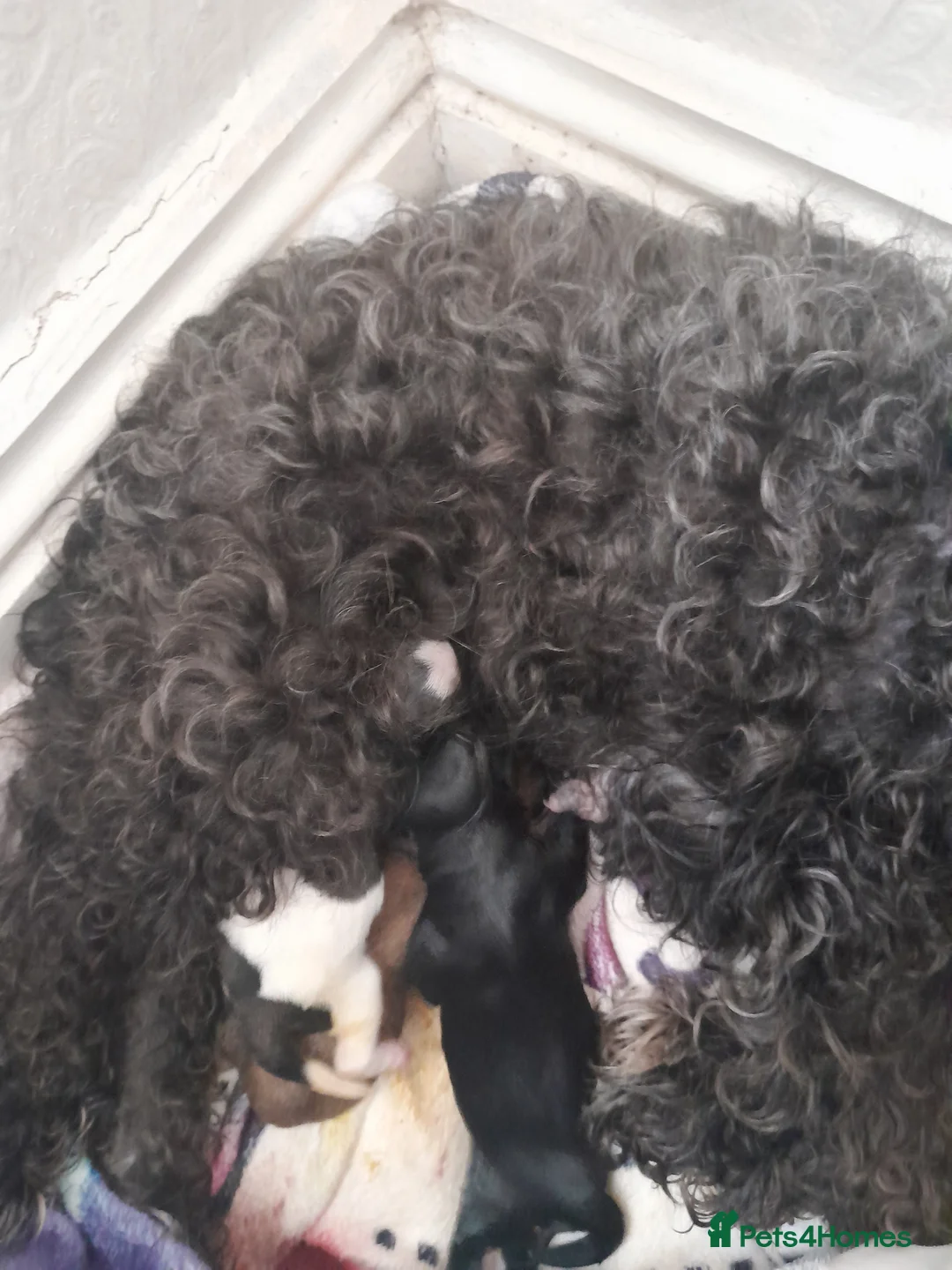 Maltipoo dogs for sale: Maltipoo  - Advert 1