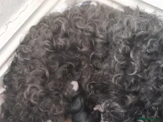 Maltipoo dogs Maltipoo - Advert 11