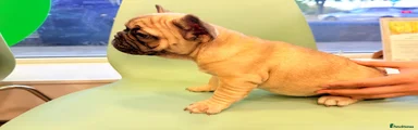French Bulldog 1