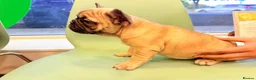French Bulldog dogs for sale: Beautiful French Bulldog puppies  - Advert 12
