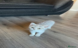 British Shorthair cats for sale:  REDUCED Silver tabby British short hair  - Image 1