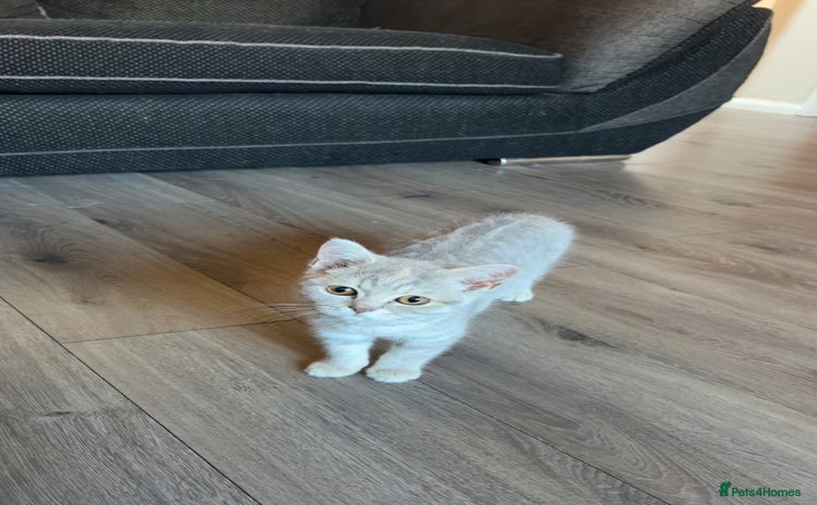 British Shorthair cats - Advert 12