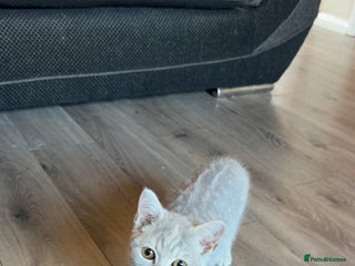 British Shorthair cats - Advert 23