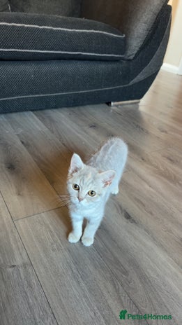 British Shorthair cats - Advert 15