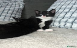 Domestic Shorthair cats for sale: Beautiful kittens looking for forever homes🩷💙🐾 - Image 8