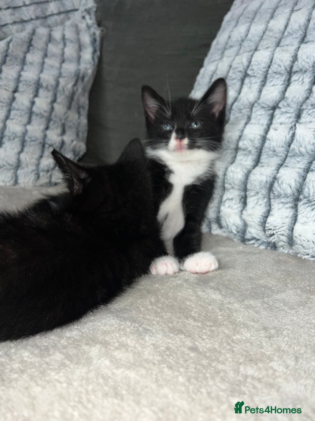Domestic Shorthair cats for sale: Beautiful kittens looking for forever homes🩷💙🐾 - Image 8