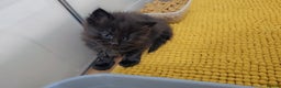 Maine Coon cats for sale: Stunning mainecoon/ragdoll babies - Advert 9