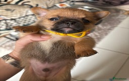 Mixed Breed dogs for sale: 6 beautiful puppies for sale, 3 female and 3 male - Image 26