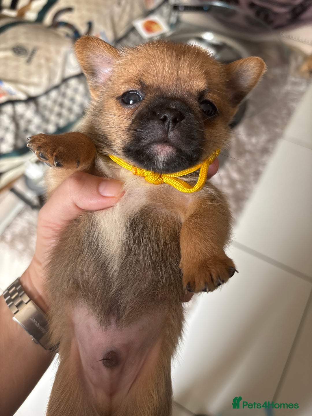 Mixed Breed dogs for sale: 6 beautiful puppies for sale, 3 female and 3 male - Image 26