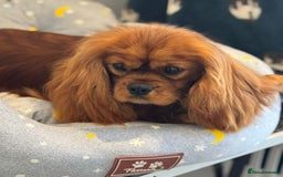 Cavapoo dogs for sale: Beautiful health tested Cavapoo’s 2 black puppies  - Image 6