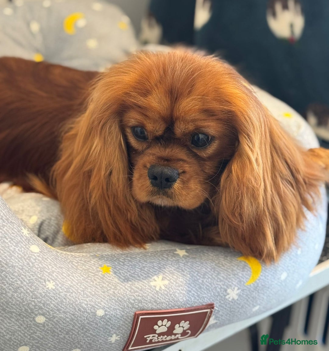 Cavapoo dogs for sale: Beautiful health tested Cavapoo’s 2 black puppies  - Image 6