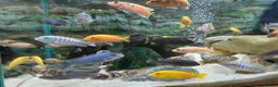 Cichlids fish for sale: African cichlids  - Advert 1