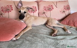 Whippet dogs for sale: 💛 Beautiful Whippet Puppy for His Forever Home ❤️ - Image 9